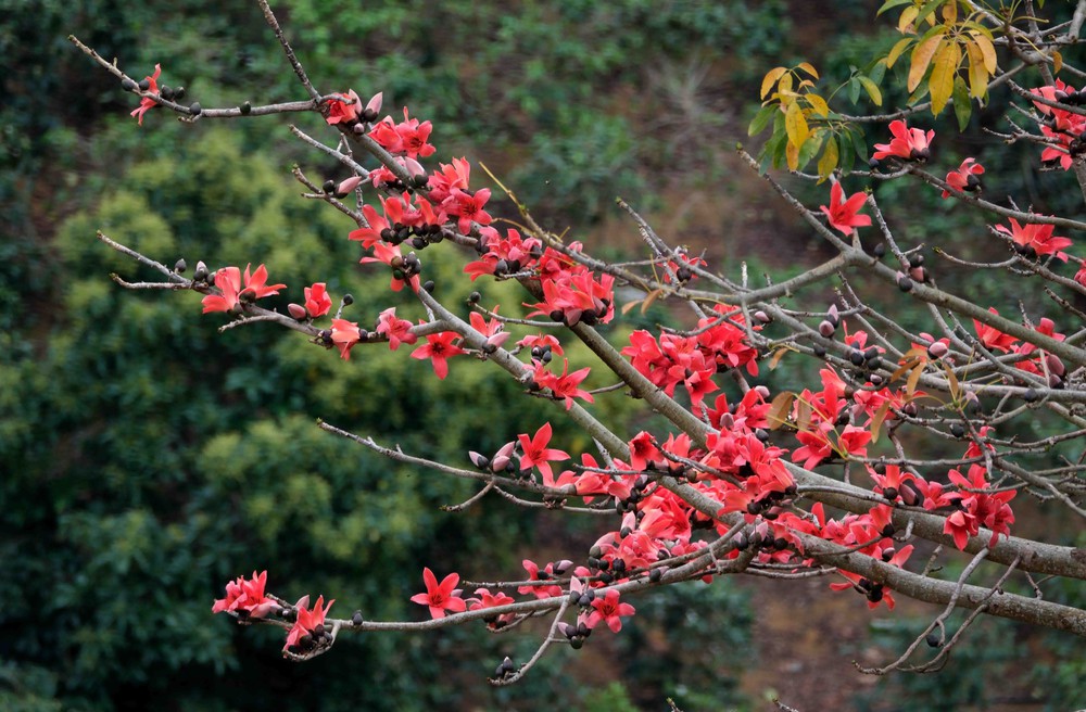 Hoa gạo, hoa ban đua nhau khoe sắc trên đèo Pha Đin - Ảnh 2.