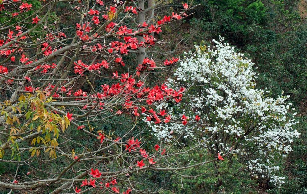 Hoa gạo, hoa ban đua nhau khoe sắc trên đèo Pha Đin - Ảnh 1.