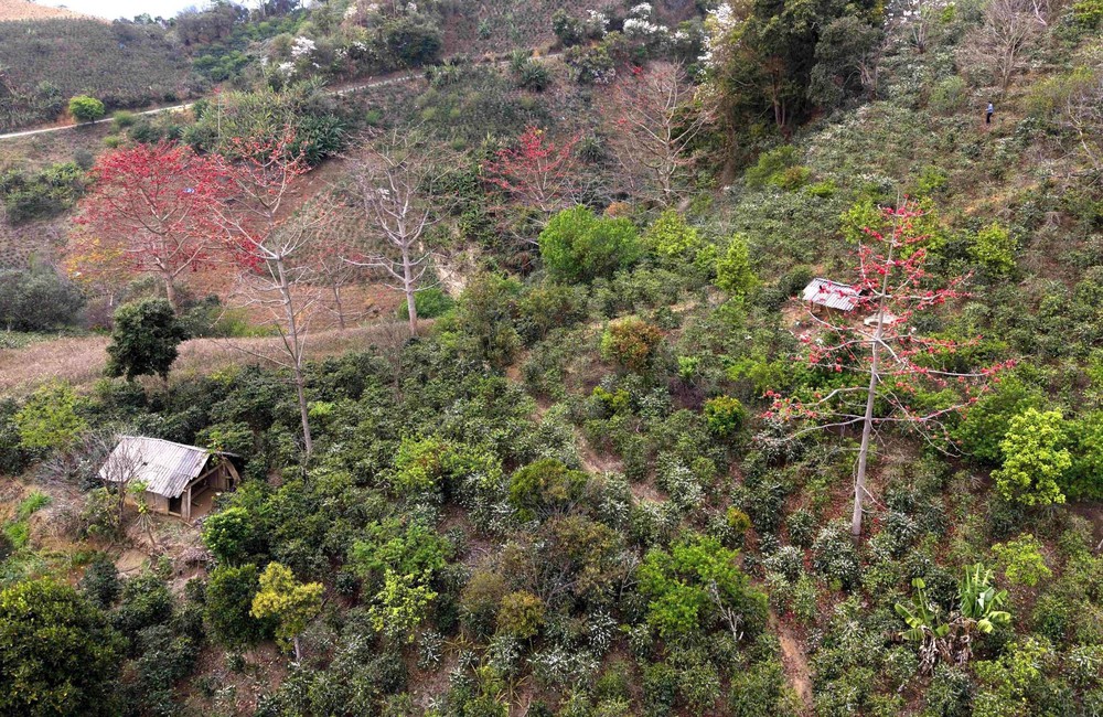 Hoa gạo, hoa ban đua nhau khoe sắc trên đèo Pha Đin - Ảnh 8.