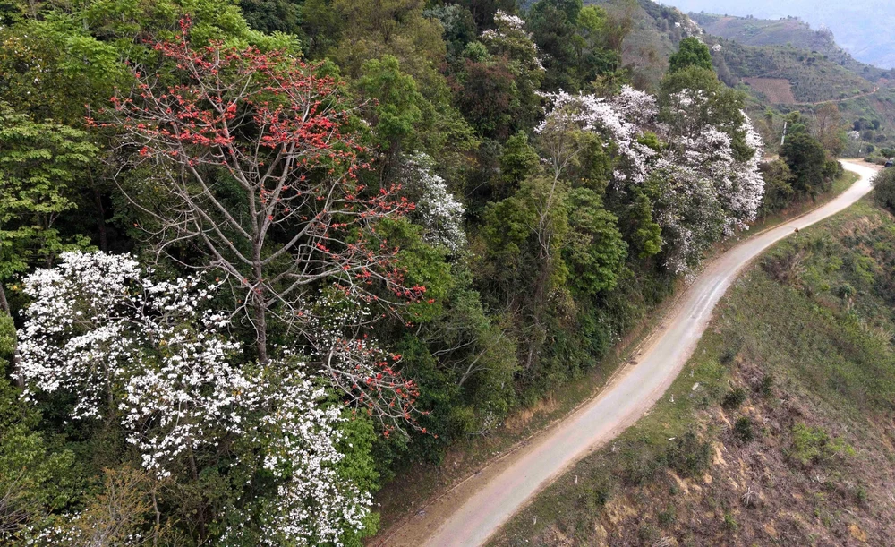 Hoa gạo, hoa ban đua nhau khoe sắc trên đèo Pha Đin - Ảnh 7.