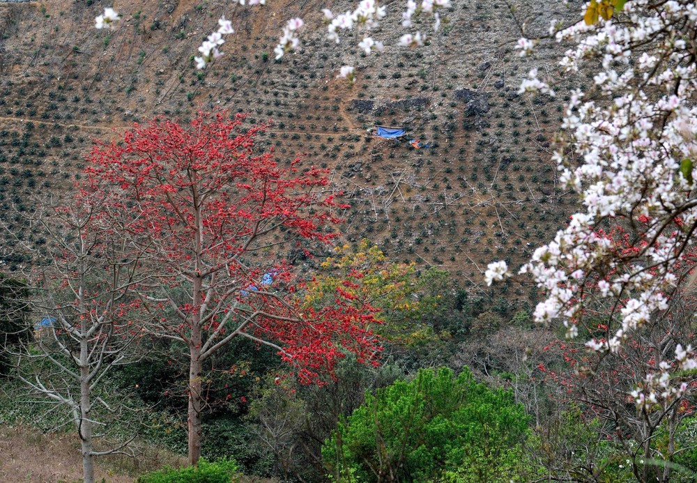 Hoa gạo, hoa ban đua nhau khoe sắc trên đèo Pha Đin - Ảnh 6.