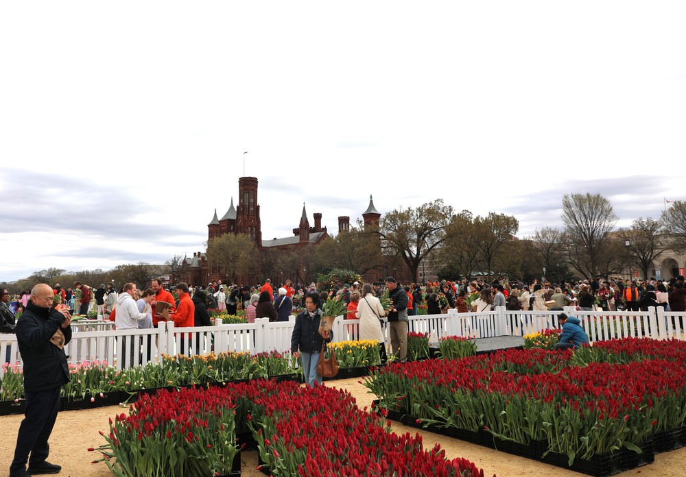 Mỹ: Washington DC rực rỡ Ngày hội hoa Tulip - Ảnh 12.