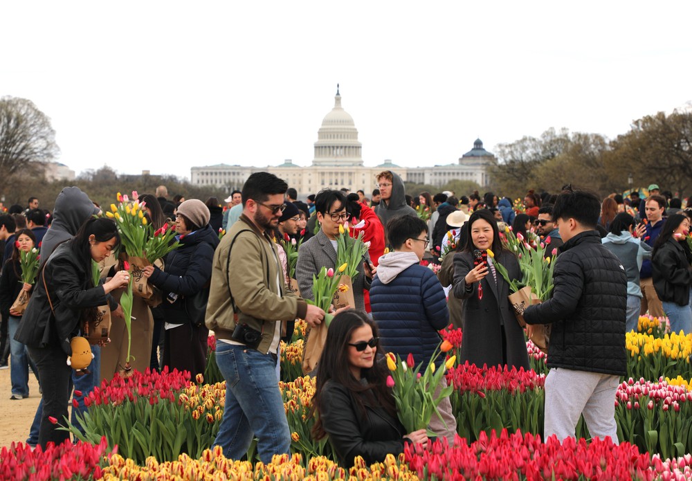 Mỹ: Washington DC rực rỡ Ngày hội hoa Tulip - Ảnh 11.
