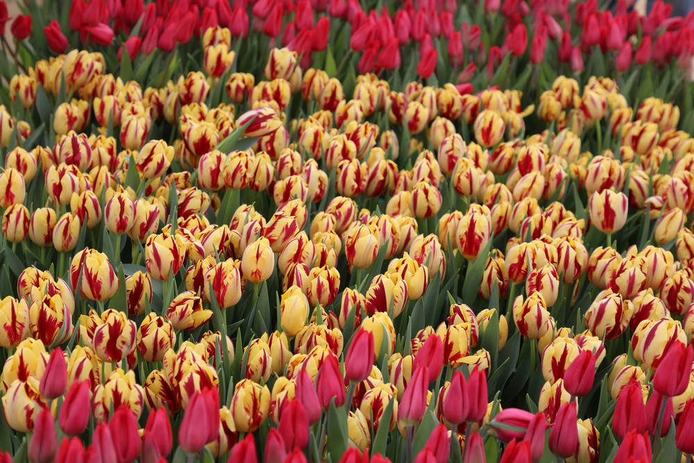 Mỹ: Washington DC rực rỡ Ngày hội hoa Tulip - Ảnh 9.
