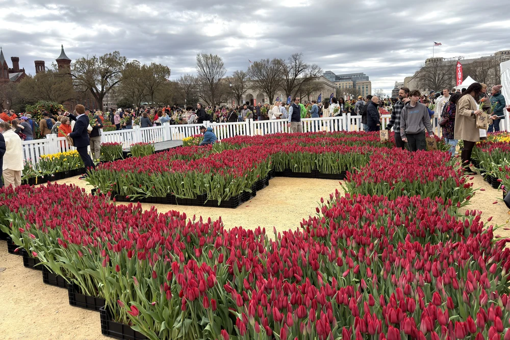 Mỹ: Washington DC rực rỡ Ngày hội hoa Tulip - Ảnh 13.