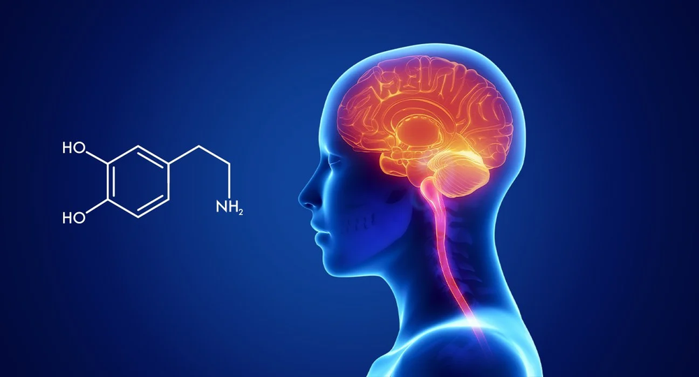 Định hình lại vai trò “hoá chất hạnh phúc” của Dopamine - Ảnh 1.