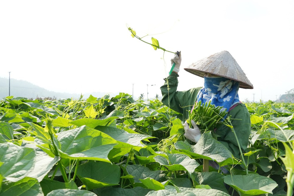  Phát triển su su Tam Đảo thành nông sản thế mạnh - Ảnh 2.