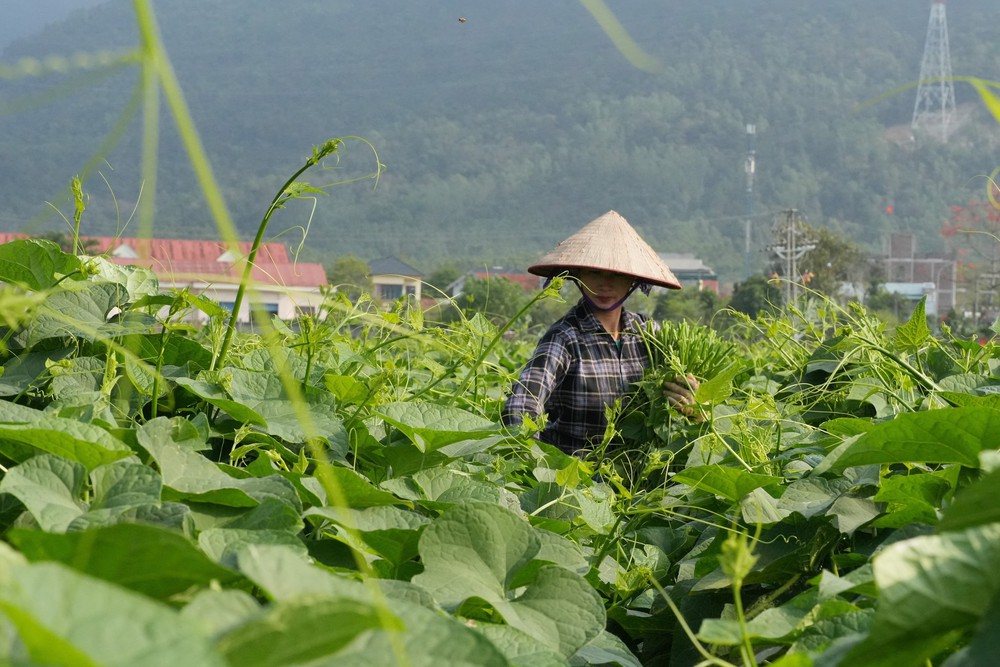  Phát triển su su Tam Đảo thành nông sản thế mạnh - Ảnh 1.