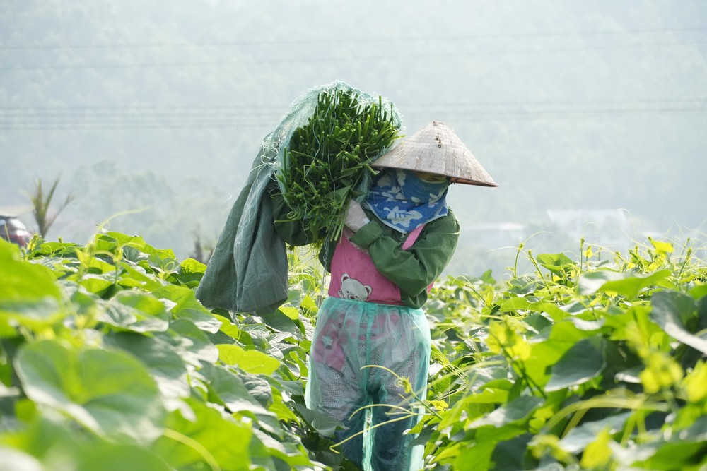  Phát triển su su Tam Đảo thành nông sản thế mạnh - Ảnh 3.