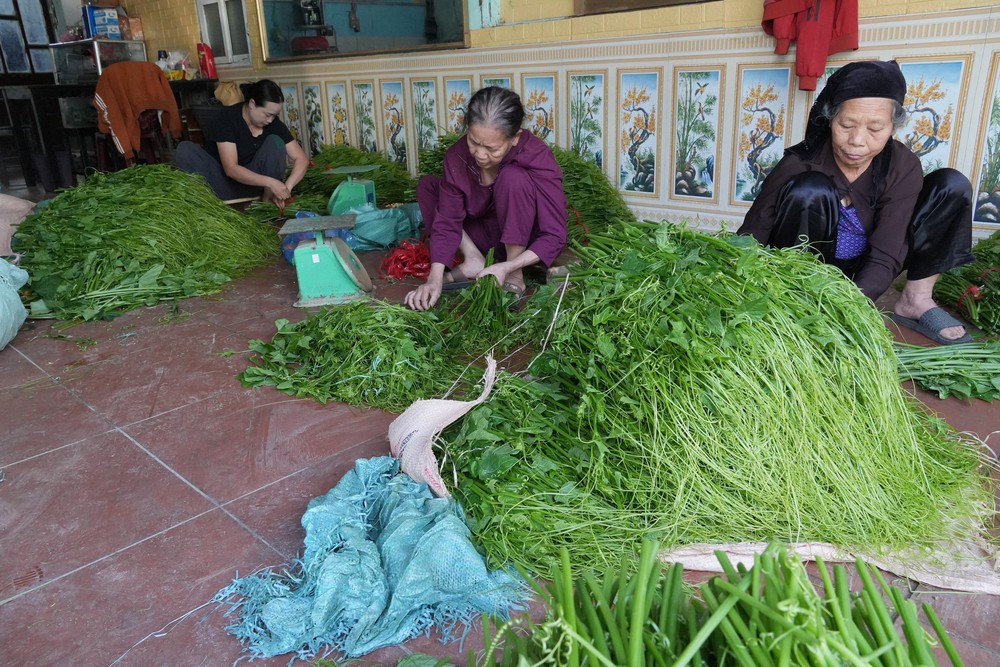  Phát triển su su Tam Đảo thành nông sản thế mạnh - Ảnh 6.
