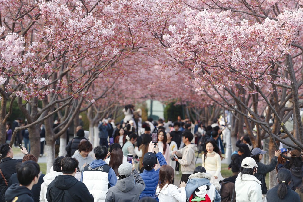 Chiêm ngưỡng vẻ đẹp hoa anh đào tại Trung Quốc - Ảnh 14.