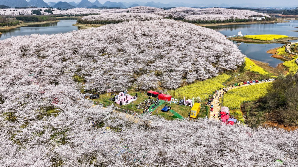 Chiêm ngưỡng vẻ đẹp hoa anh đào tại Trung Quốc - Ảnh 10.