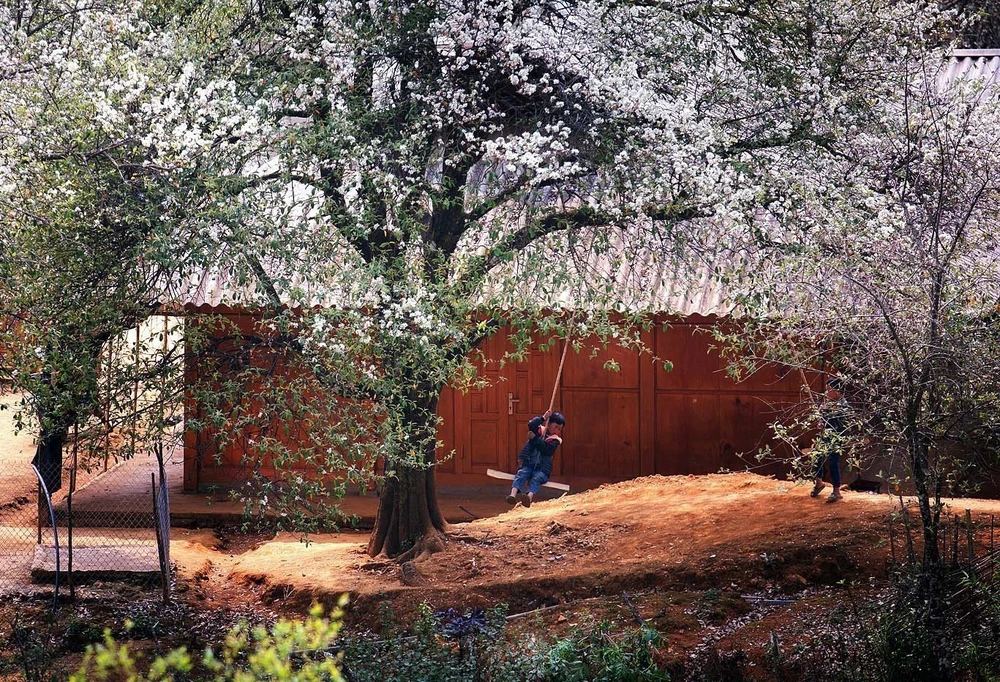 Sôi nổi Ngày hội hoa sơn tra xã Ngọc Chiến (Sơn La) - Ảnh 11. Sôi nổi Ngày hội hoa sơn tra xã Ngọc Chiến (Sơn La) - Ảnh 11.