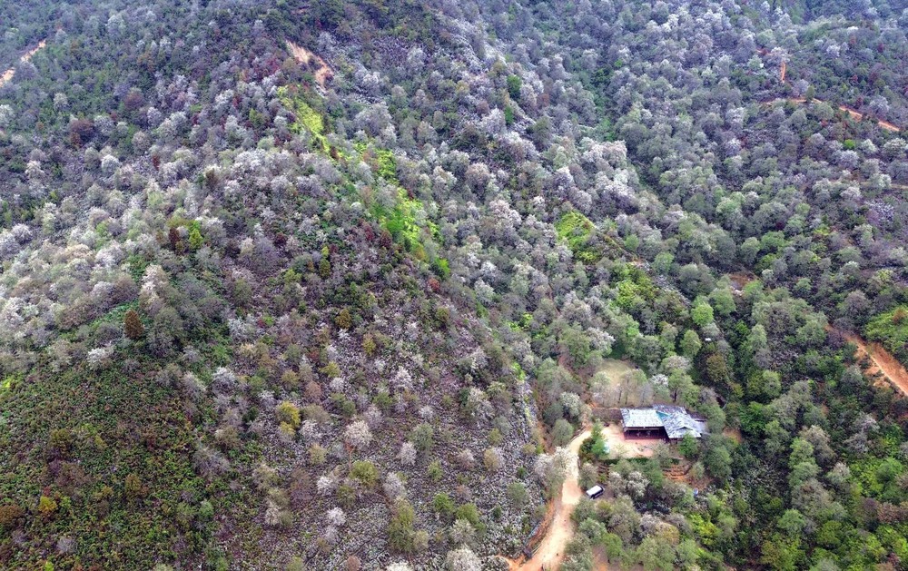 Sôi nổi Ngày hội hoa sơn tra xã Ngọc Chiến (Sơn La) - Ảnh 8. Sôi nổi Ngày hội hoa sơn tra xã Ngọc Chiến (Sơn La) - Ảnh 8.