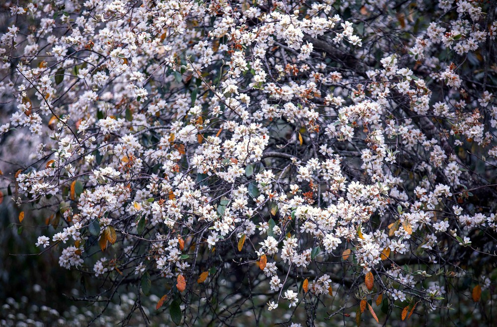 Sôi nổi Ngày hội hoa sơn tra xã Ngọc Chiến (Sơn La) - Ảnh 10. Sôi nổi Ngày hội hoa sơn tra xã Ngọc Chiến (Sơn La) - Ảnh 10.