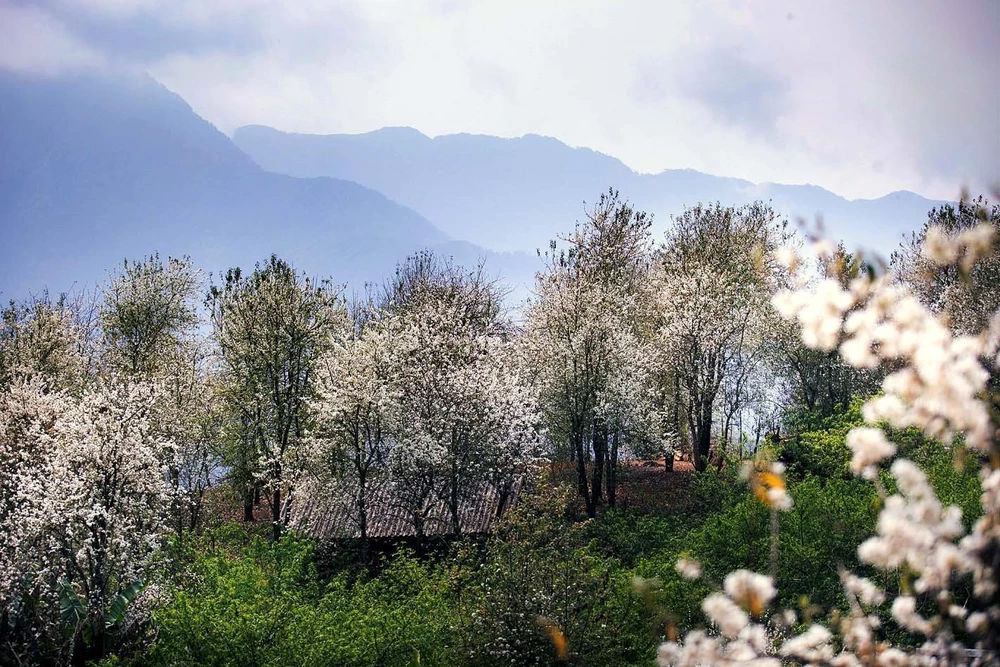 Sôi nổi Ngày hội hoa sơn tra xã Ngọc Chiến (Sơn La) - Ảnh 9. Sôi nổi Ngày hội hoa sơn tra xã Ngọc Chiến (Sơn La) - Ảnh 9.