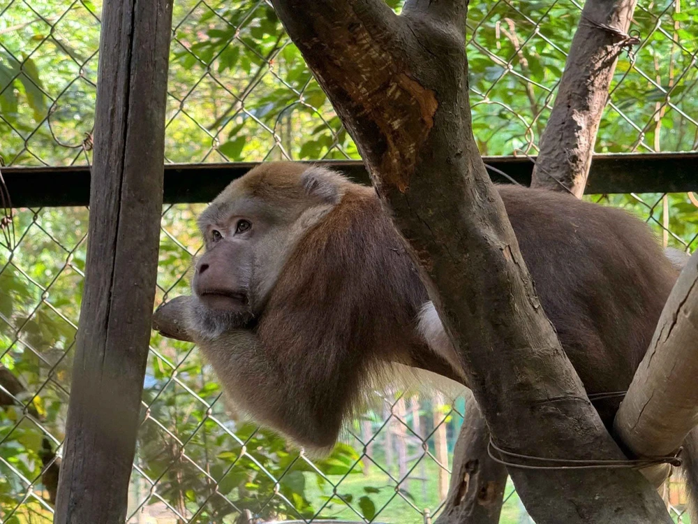 Kho báu sinh học chưa được khám phá giữa đại ngàn Trường Sơn - Ảnh 5.