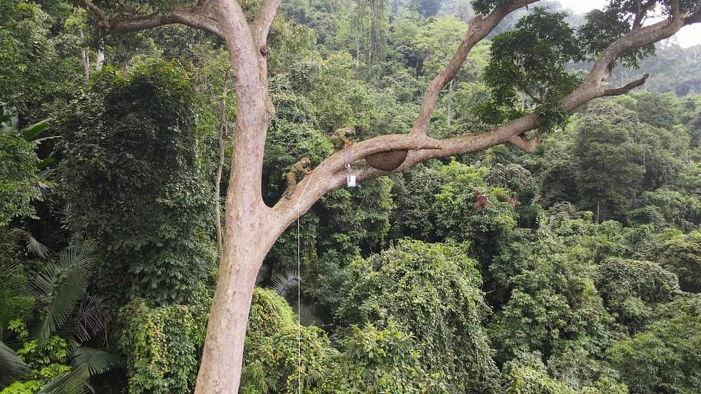 16 Vườn di sản ASEAN tại Việt Nam - Ảnh 2. 16 Vườn di sản ASEAN tại Việt Nam - Ảnh 2.