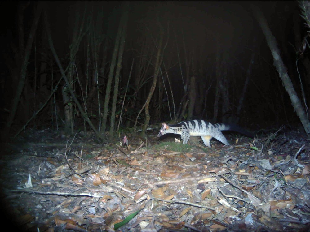 16 Vườn di sản ASEAN tại Việt Nam - Ảnh 5. 16 Vườn di sản ASEAN tại Việt Nam - Ảnh 5.