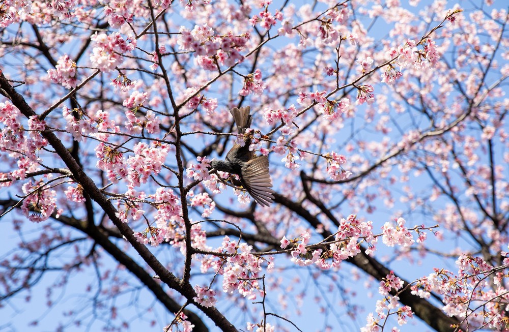 Chi phí dịp lễ hội ngắm hoa anh đào tại Nhật Bản tăng mạnh do lạm phát - Ảnh 2.
