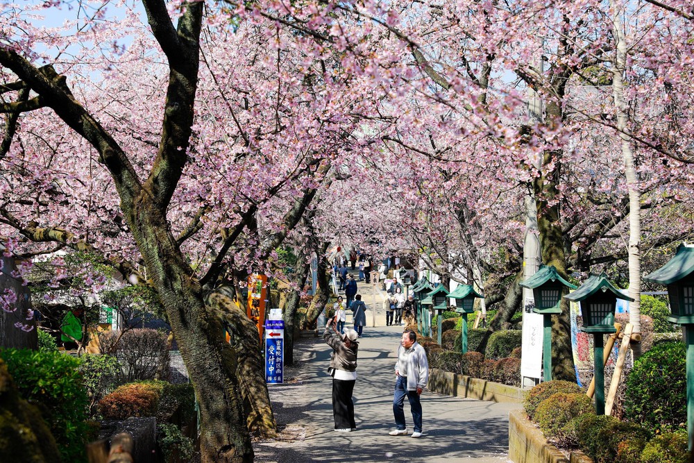 Chi phí dịp lễ hội ngắm hoa anh đào tại Nhật Bản tăng mạnh do lạm phát - Ảnh 1.