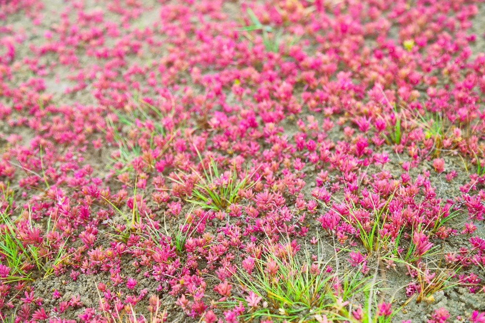 Vẻ đẹp của rau nhót phủ tím trên đồng muối rộng 20 ha thu hút du khách - Ảnh 2.