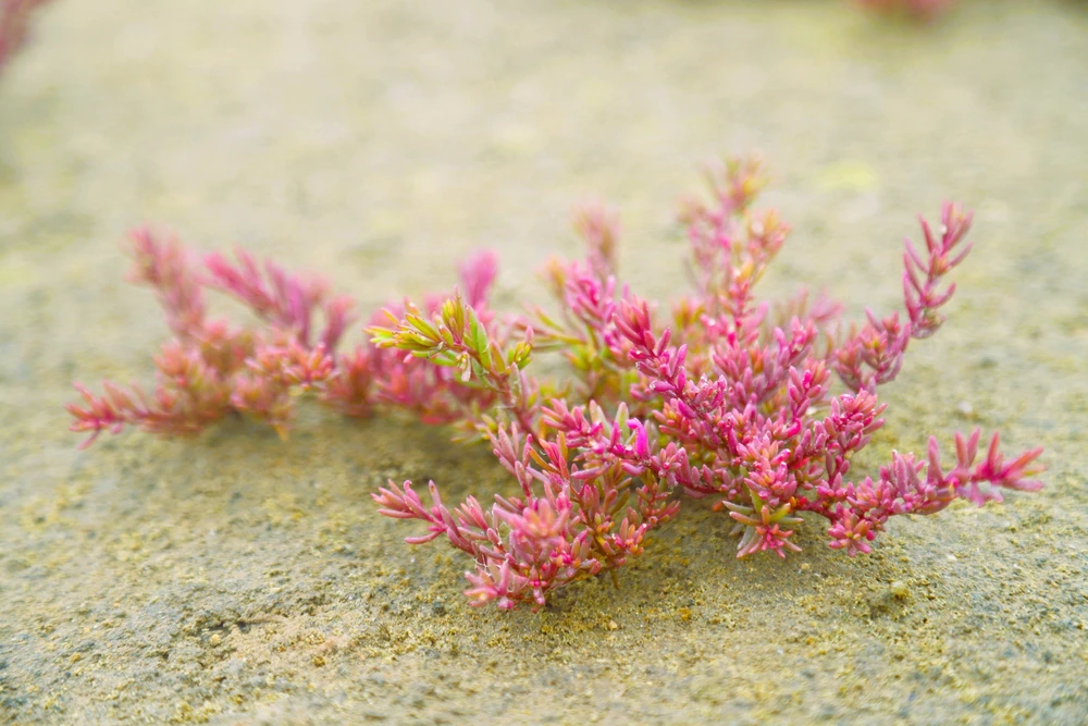 Vẻ đẹp của rau nhót phủ tím trên đồng muối rộng 20 ha thu hút du khách - Ảnh 1.