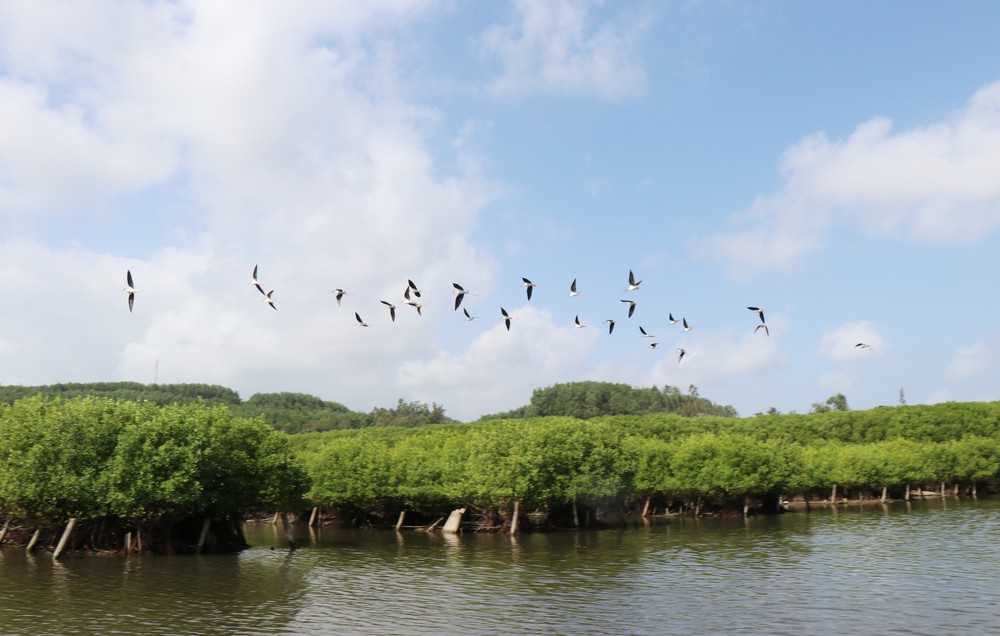 Quảng Ngãi: Rừng ngập mặn Bàu Cá Cái - “lá phổi xanh” hoang sơ hấp dẫn - Ảnh 10.