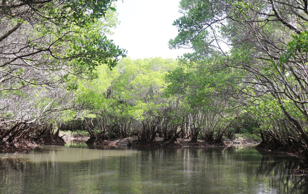 Quảng Ngãi: Rừng ngập mặn Bàu Cá Cái - “lá phổi xanh” hoang sơ hấp dẫn - Ảnh 9.