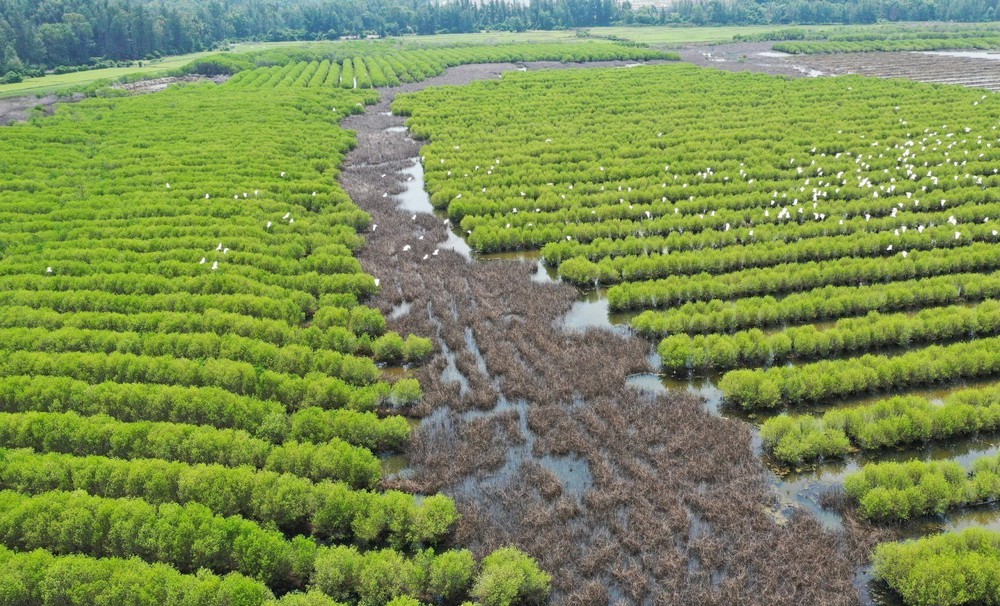 Quảng Ngãi: Rừng ngập mặn Bàu Cá Cái - “lá phổi xanh” hoang sơ hấp dẫn - Ảnh 8.