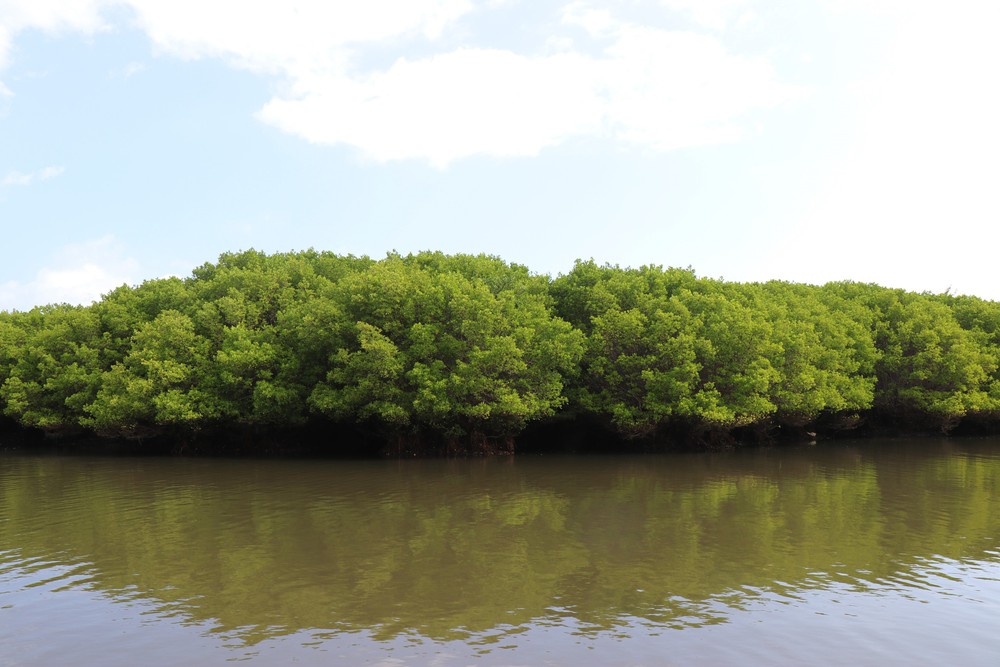 Quảng Ngãi: Rừng ngập mặn Bàu Cá Cái - “lá phổi xanh” hoang sơ hấp dẫn - Ảnh 6.