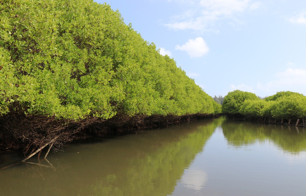 Quảng Ngãi: Rừng ngập mặn Bàu Cá Cái - “lá phổi xanh” hoang sơ hấp dẫn - Ảnh 5.
