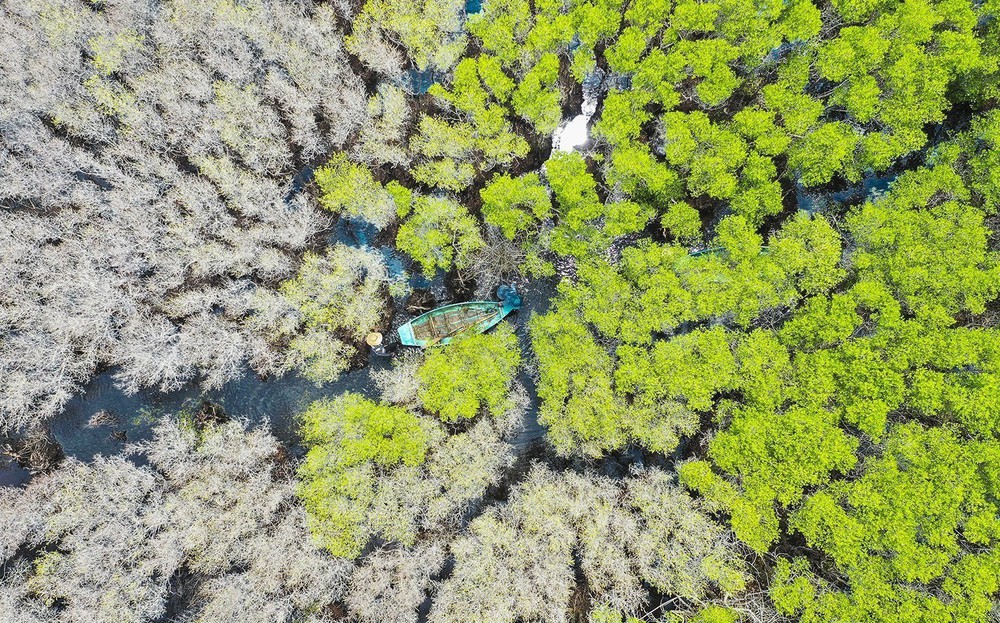 Quảng Ngãi: Rừng ngập mặn Bàu Cá Cái - “lá phổi xanh” hoang sơ hấp dẫn - Ảnh 4.