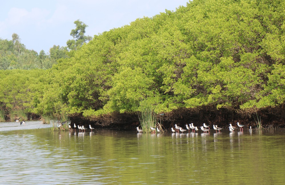 Quảng Ngãi: Rừng ngập mặn Bàu Cá Cái - “lá phổi xanh” hoang sơ hấp dẫn - Ảnh 3.