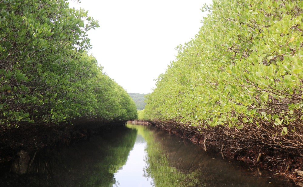 Quảng Ngãi: Rừng ngập mặn Bàu Cá Cái - “lá phổi xanh” hoang sơ hấp dẫn - Ảnh 2.