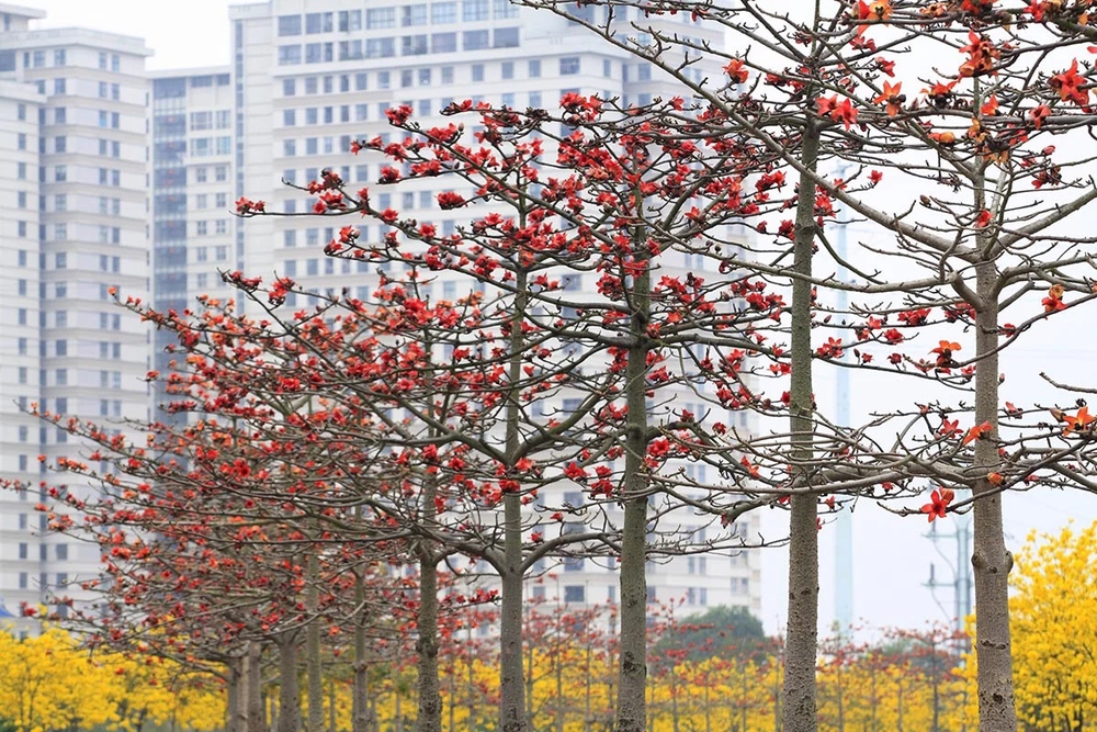 Hà Nội tháng Ba: Nhịp sống chậm giữa những sắc hoa giao mùa - Ảnh 2. Hà Nội tháng Ba: Nhịp sống chậm giữa những sắc hoa giao mùa - Ảnh 2.