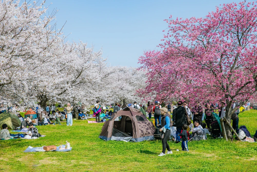 Hoa anh đào bắt đầu nở rộ tại thủ đô Tokyo, Nhật Bản - Ảnh 4.