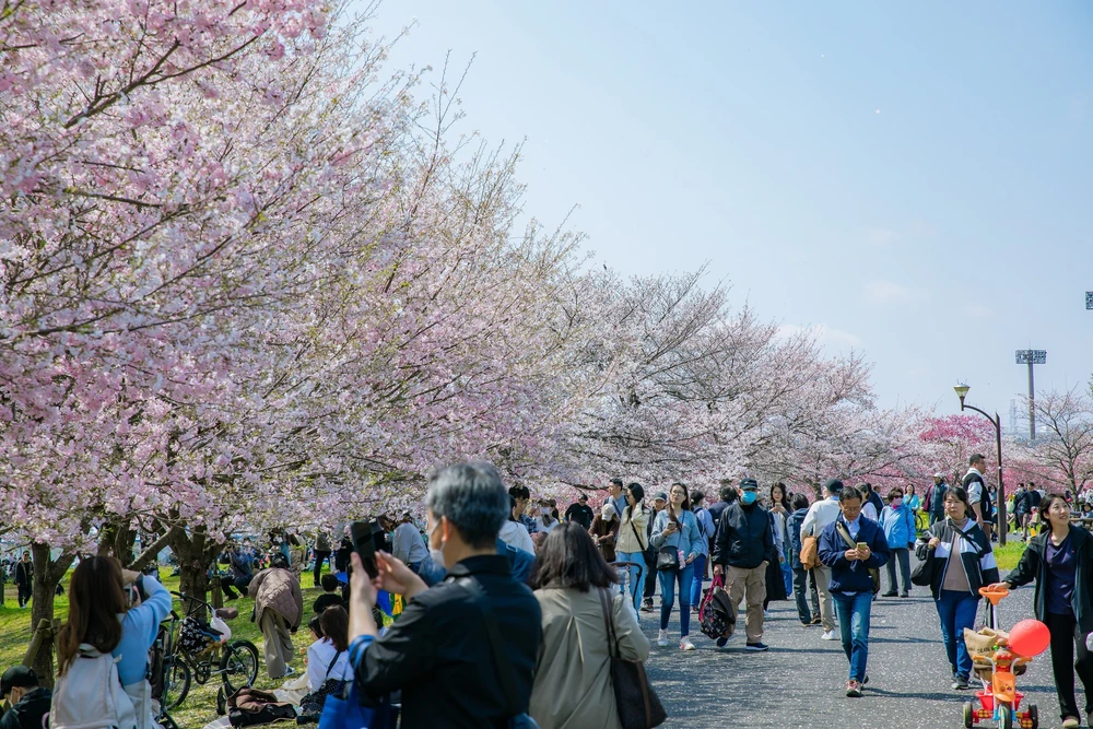 Hoa anh đào bắt đầu nở rộ tại thủ đô Tokyo, Nhật Bản - Ảnh 8.