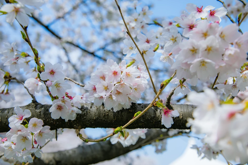 Hoa anh đào bắt đầu nở rộ tại thủ đô Tokyo, Nhật Bản - Ảnh 1.