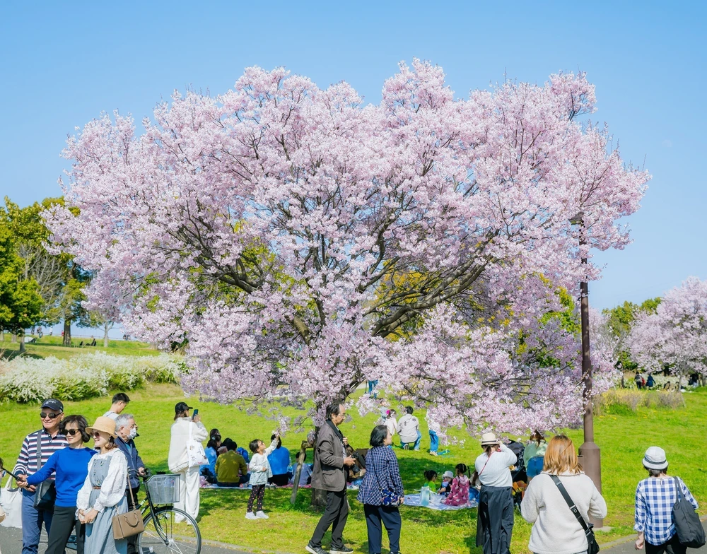Hoa anh đào bắt đầu nở rộ tại thủ đô Tokyo, Nhật Bản - Ảnh 3.