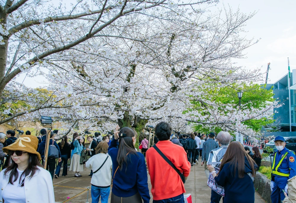 Hoa anh đào bắt đầu nở rộ tại thủ đô Tokyo, Nhật Bản - Ảnh 9.