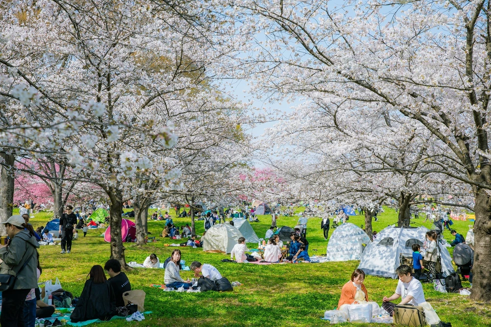 Hoa anh đào bắt đầu nở rộ tại thủ đô Tokyo, Nhật Bản - Ảnh 6.