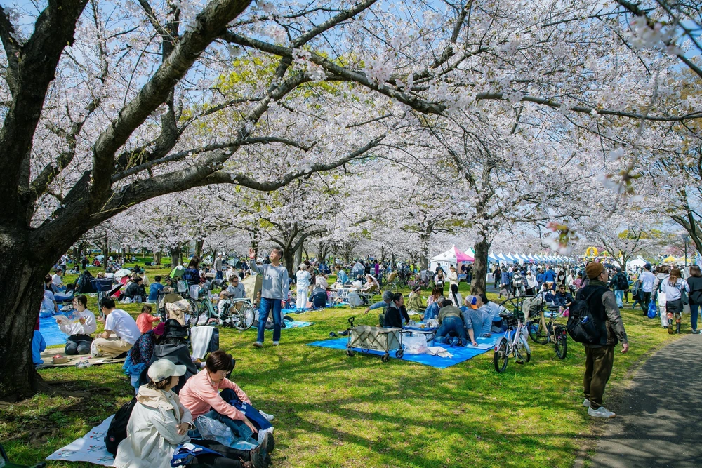 Hoa anh đào bắt đầu nở rộ tại thủ đô Tokyo, Nhật Bản - Ảnh 7.