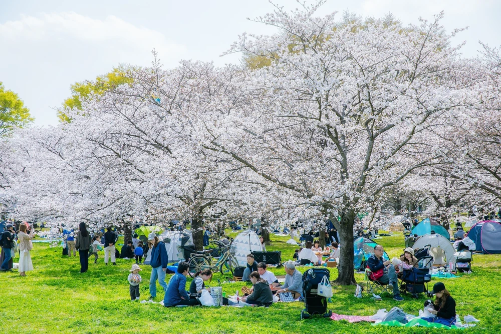 Hoa anh đào bắt đầu nở rộ tại thủ đô Tokyo, Nhật Bản - Ảnh 5.