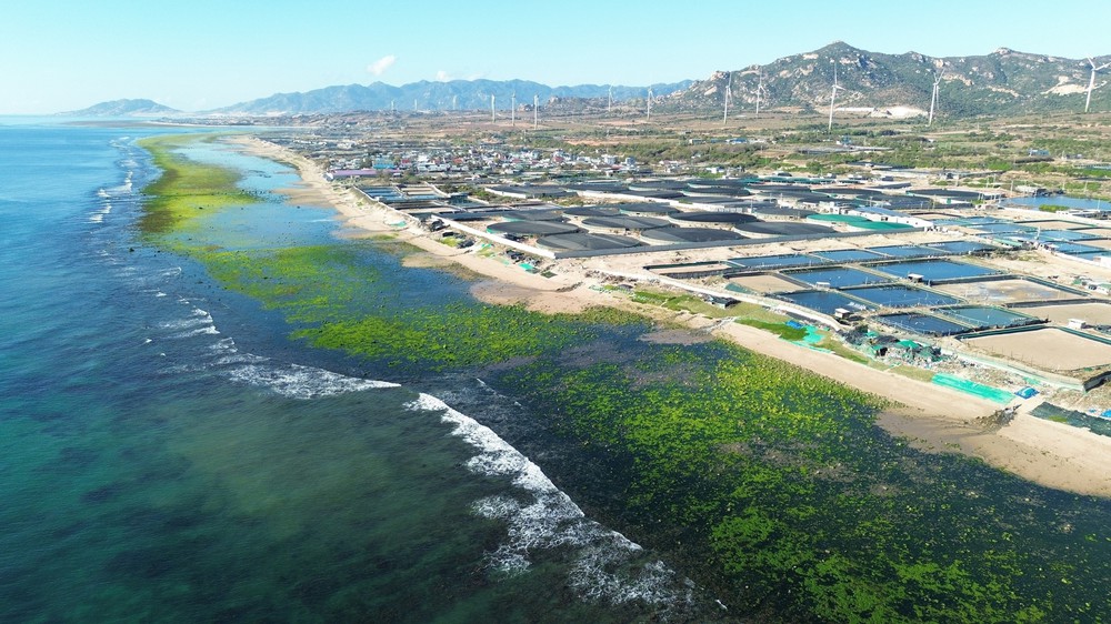 Trải nghiệm vẻ đẹp cánh đồng rong biển ở Khánh Hòa - Ảnh 3. Trải nghiệm vẻ đẹp cánh đồng rong biển ở Khánh Hòa - Ảnh 3.