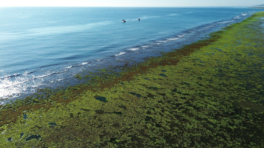 Trải nghiệm vẻ đẹp cánh đồng rong biển ở Khánh Hòa - Ảnh 8. Trải nghiệm vẻ đẹp cánh đồng rong biển ở Khánh Hòa - Ảnh 8.