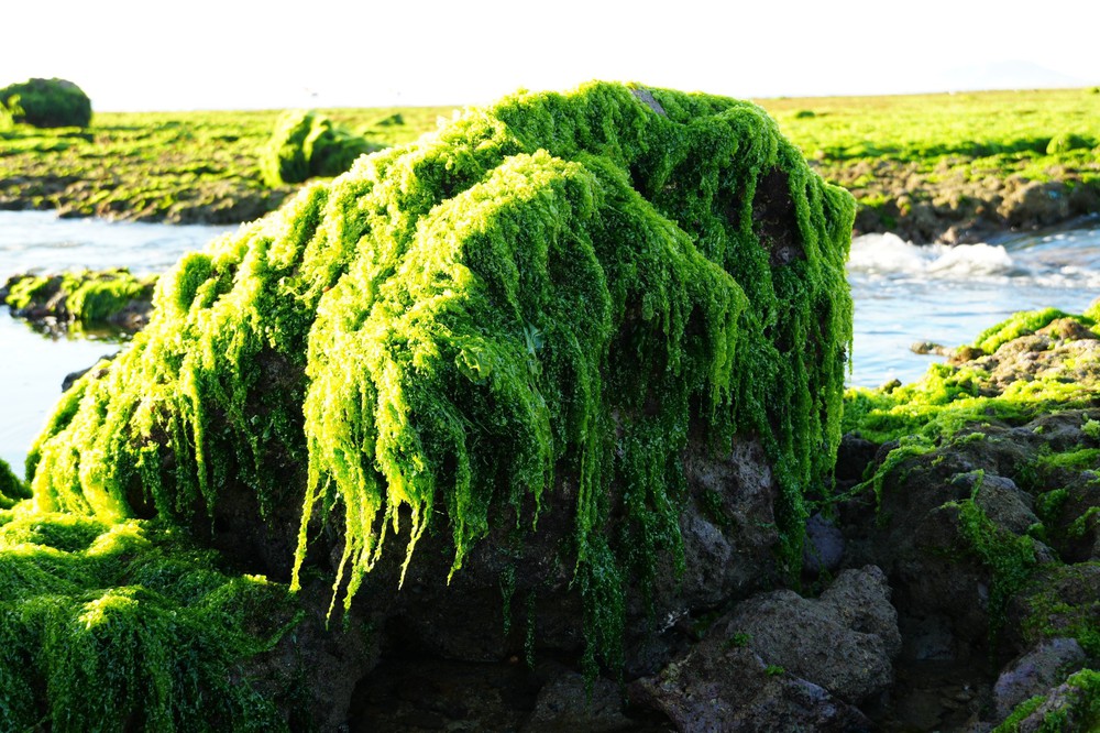 Trải nghiệm vẻ đẹp cánh đồng rong biển ở Khánh Hòa - Ảnh 6. Trải nghiệm vẻ đẹp cánh đồng rong biển ở Khánh Hòa - Ảnh 6.