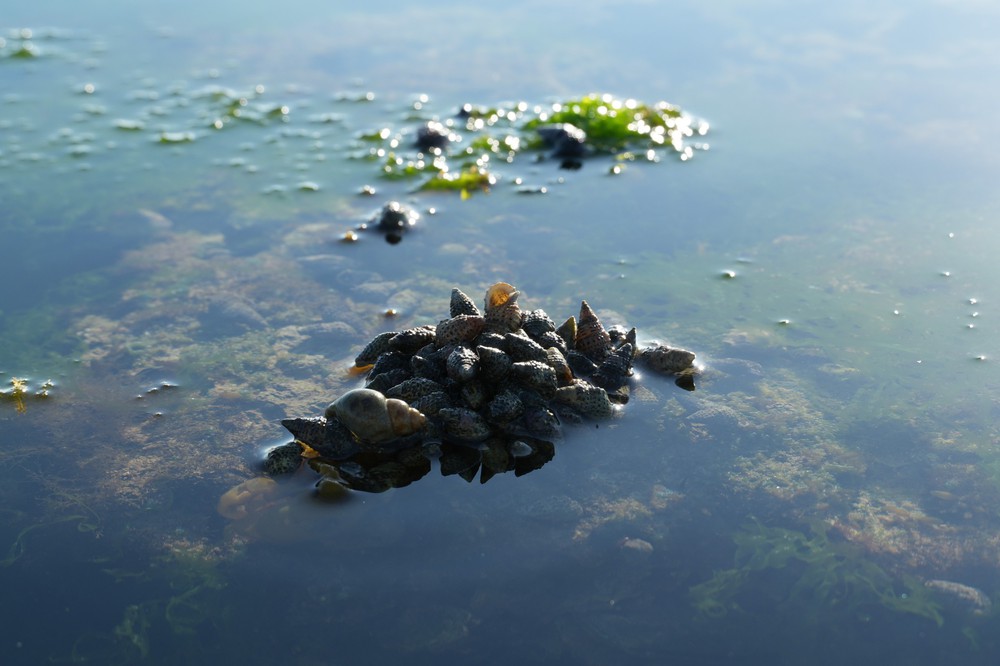 Trải nghiệm vẻ đẹp cánh đồng rong biển ở Khánh Hòa - Ảnh 9. Trải nghiệm vẻ đẹp cánh đồng rong biển ở Khánh Hòa - Ảnh 9.