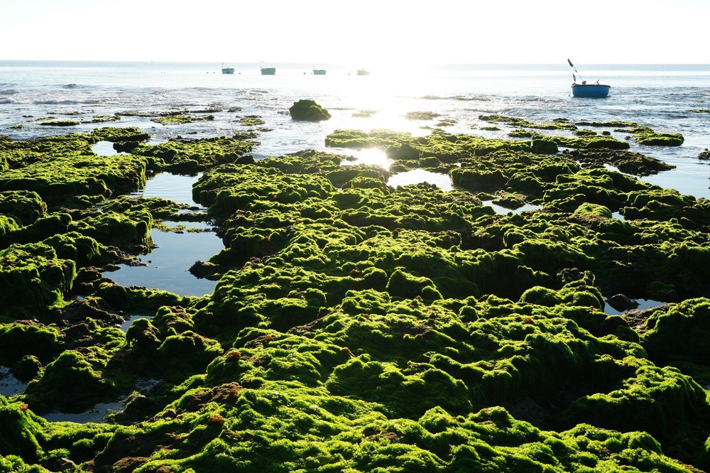 Trải nghiệm vẻ đẹp cánh đồng rong biển ở Khánh Hòa - Ảnh 5. Trải nghiệm vẻ đẹp cánh đồng rong biển ở Khánh Hòa - Ảnh 5.