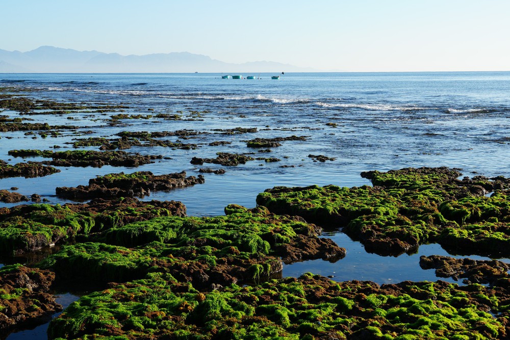 Trải nghiệm vẻ đẹp cánh đồng rong biển ở Khánh Hòa - Ảnh 4. Trải nghiệm vẻ đẹp cánh đồng rong biển ở Khánh Hòa - Ảnh 4.